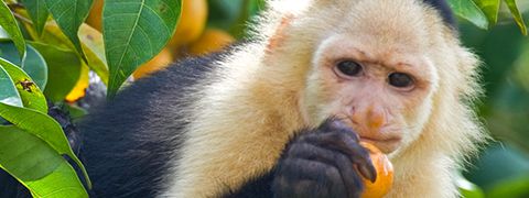 Verwen uw relaties in Panama