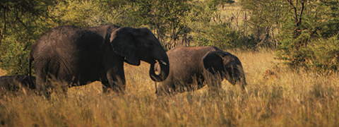 Beloningsreis naar Tanzania